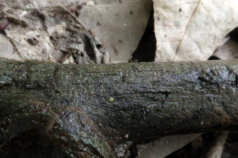 Athallia cerinelloides 1 - IMG_9639